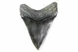 Fossil Megalodon Tooth - South Carolina #154183-1